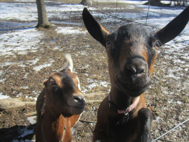 Goat Fun on the Farm!
