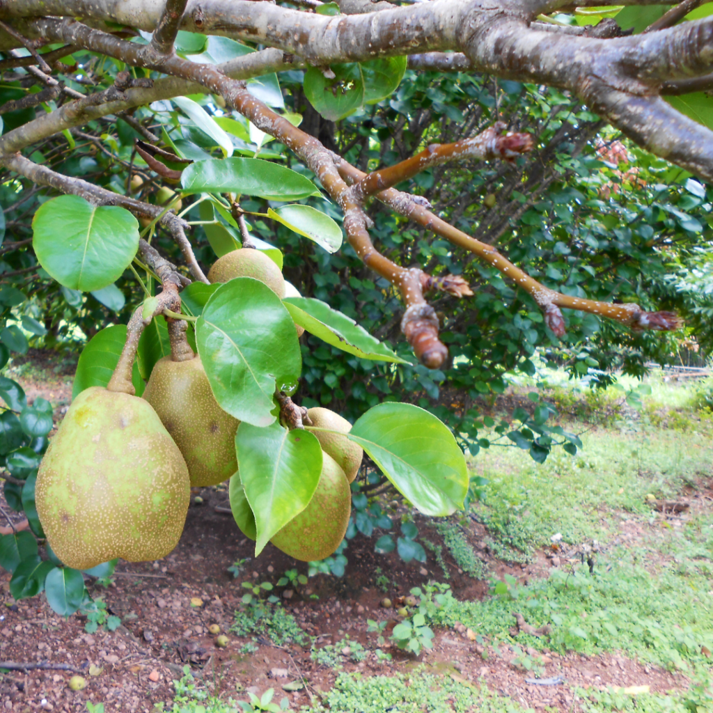 Pear picking at Phillips Farms