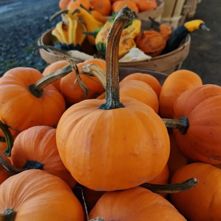 Harvesting Memories: U-Pick in Hunterdon