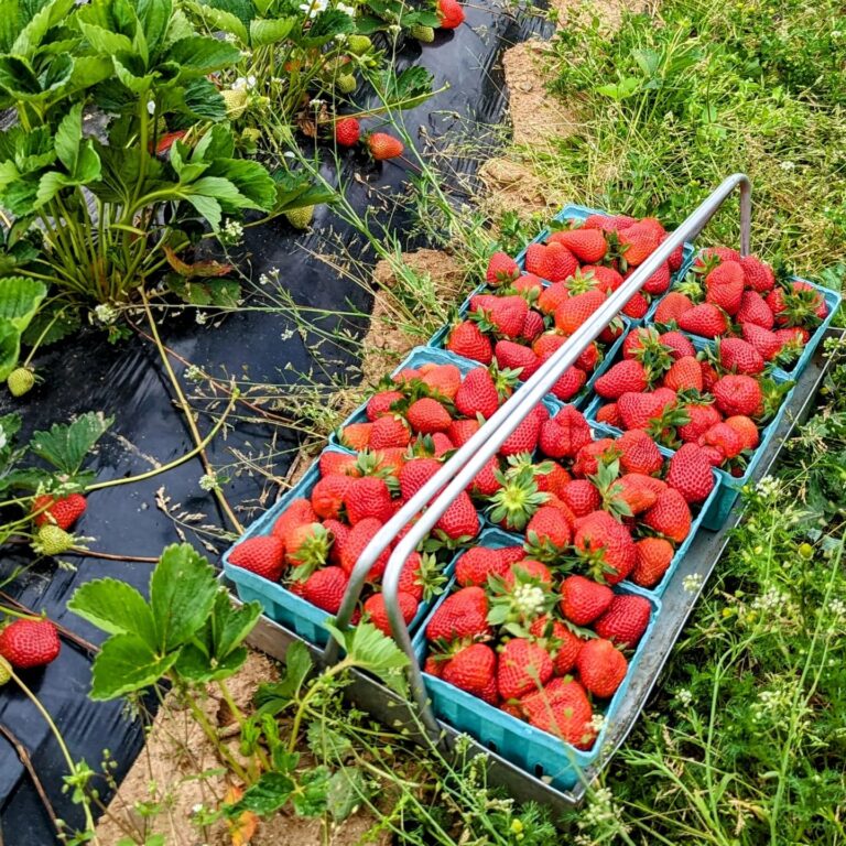 U-Pick Strawberry Tour