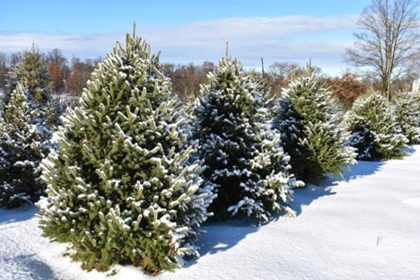 Christmas Tree Farm Trail