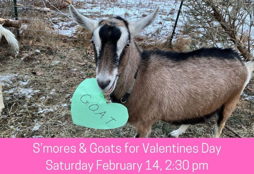S’mores & Goats
